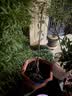 车厘子树苗大樱桃树盆栽地栽当年结果南方北方种植嫁接樱桃苗俄八 5年苗【当年可结果】留言品种 81cm(含)-110cm(含) 实拍图