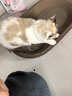 【京东物流】猫抓板磨爪猫窝一体耐磨不掉屑超大号猫玩具猫咪用品 椭圆巨无霸+猫薄荷 实拍图