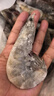 东上御品虾 青岛大虾基围虾鲜活青虾白虾海虾对虾冰虾冻虾生鲜 虾类 海鲜 3斤(净重)  气冻大虾【活虾速冻】 17-21cm【特大虾皇】 实拍图