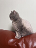 好主人（CARE）金装好主人猫粮无谷猫粮全价成猫通用80%含肉量10kg【宠物金选】 实拍图