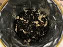 乐品乐茶茉莉飘雪浓香茉莉花茶横县特级碧螺春茶新茶250g金罐伴手礼自己喝 实拍图