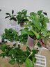 京东绿植绿萝盆栽除甲醛花卉绿植办公室新房净化空气110款10盆装源头直发 实拍图