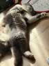 皇家猫粮 英短成猫粮 BS34 通用粮 12月以上 2KG 实拍图