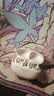 漫步者（EDIFIER）X Clip耳夹式蓝牙耳机 翻译耳机 翻译机 开放式 跑步运动耳机 蓝牙6.0 月岩白 毕业礼物 实拍图