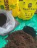 史丹利绣球花专用营养土花土绣球土壤无尽夏八仙花紫阳花泥炭种植土10L 实拍图