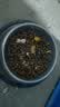 优基猫粮成猫粮生骨肉蛋黄冻干三拼无谷鸡肉味成年猫饭益生菌宠物食品 1.5kg成猫粮 实拍图