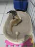 喵丽丝剑麻猫抓板猫窝一体耐磨不易掉屑猫咪玩具猫爪板耐抓四季通用抓盆 【冲量款】椭圆麻布贈猫薄荷 实拍图
