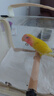 万宠汇 鸟活体虎皮鹦鹉笼养牡丹玄风活鸟学说话手养小太阳鹦鹉宠物鹦鹉 黄桃牡丹鹦鹉1只（公母备注） 实拍图