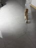 美士全护双拼冻干成猫猫粮全价 1.5kg*4肠道健康 实拍图