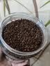 沏万年黑苦荞特级四川大凉山降新茶桶装全颗粒糖胚芽三高养生茶550g 实拍图