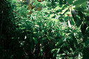 松下S9（18-40mm F4.5-6.3）套机 （Panasonic）全画幅微单 实时Lut 滤镜直出 连接app极速分享-炫黑 实拍图