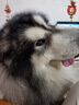 疯狂小狗中大型犬狗粮成幼犬40斤宠物边牧金毛拉布拉多鸡肉燕麦20kg囤货装 实拍图