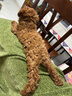 冠能狗粮小型犬幼犬狗粮2.5kg 全价狗粮 添加牛初乳  实拍图
