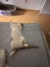 红狗猫微量元素片200片 宠物微量元素猫咪防异食癖吃草吃土吃垃圾 实拍图