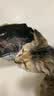 顽皮小金盾成猫粮礼盒100%鲜肉全价 主食鲜满罐湿粮猫条成猫粮礼盒 实拍图