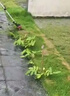 德力西电气（DELIXI ELECTRIC）电动割草机充电式锂电池打草机家用2.0晋级版2电1充 实拍图