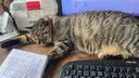 亿迪 猫粮幼猫1-4月12月全价奶糕蓝猫英短美短小猫专用离乳期3斤 实拍图