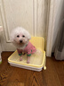 HELLOJOY狗狗厕所中小型犬防踩屎尿盆宠物用品小狗狗砂盆拉屎便盆专用大号 实拍图