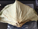 仟农仟滋荷叶整张20张直径约55-62cm超大片嫩荷叶干片荷叶茶荷叶鸡糯米鸡 实拍图