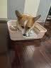 HELLOJOY狗厕所中型小型犬专用防踩屎便盆尿尿盆非不锈钢大小便神器狗砂盆 实拍图