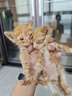 麦德氏猫咪专用羊奶粉200g 幼猫奶粉成猫羊奶粉新生猫咪宠物羊奶粉 猫咪专用羊奶粉 实拍图