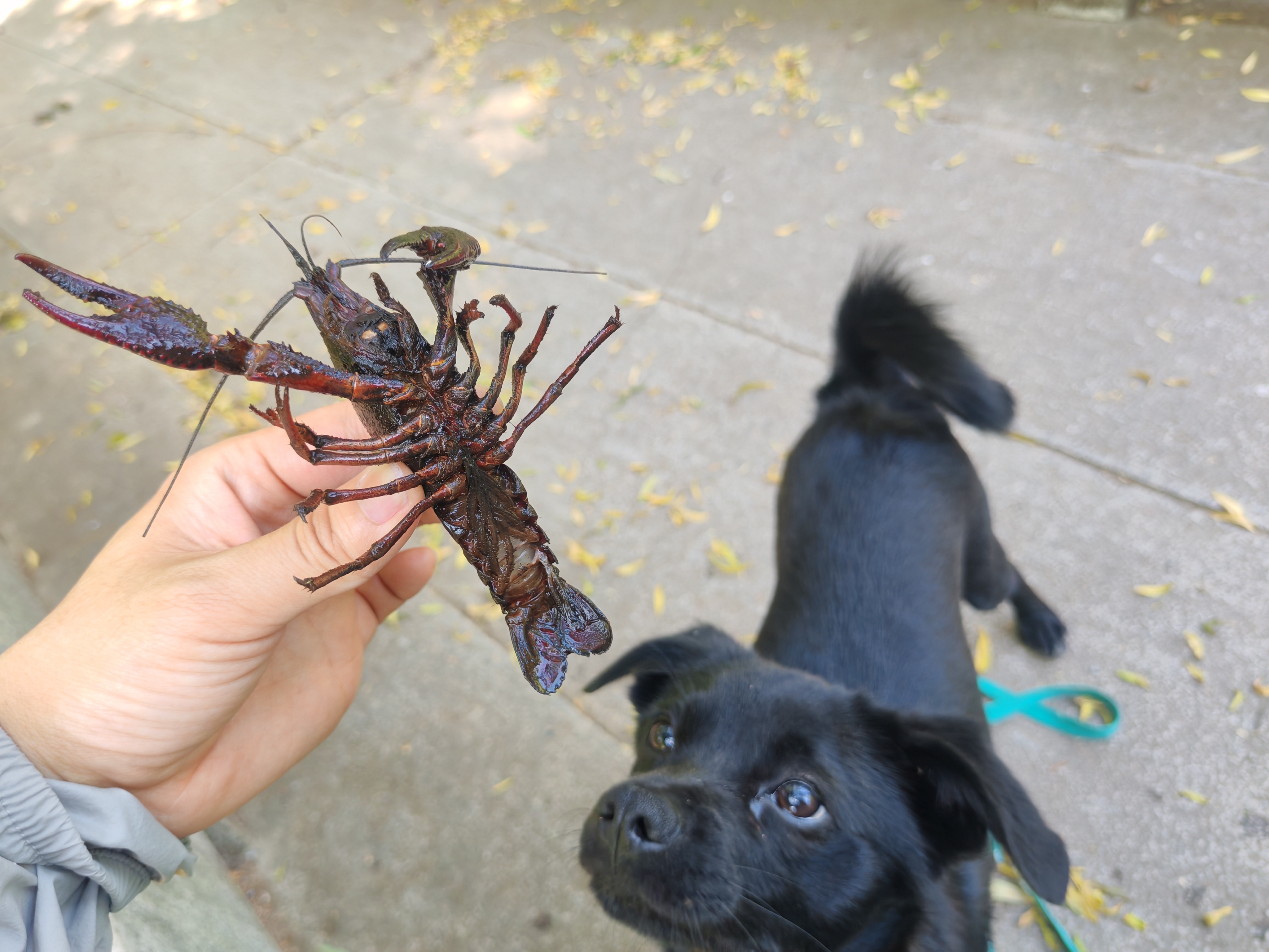 麦富迪狗狗零食 奢华营养鸭肉干1200g成幼犬磨牙训练奖励解馋宠物零食 实拍图