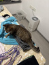 诚实一口P40全价猫粮成猫幼猫室内外80%鲜肉高蛋白益生菌养胃乳鸽味6kg 实拍图