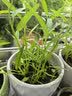 ldeal理想农业 小叶空心菜种子雍菜种籽阳台盆栽夏季耐湿耐热蔬菜种子 实拍图