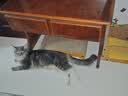 麦富迪猫粮 舒然鱼油美毛成幼猫粮 美毛长肉亮毛护肤 三文鱼16kg 实拍图
