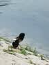 萃臻源东北黑蜂椴树雪蜜成熟蜜1kg 实拍图