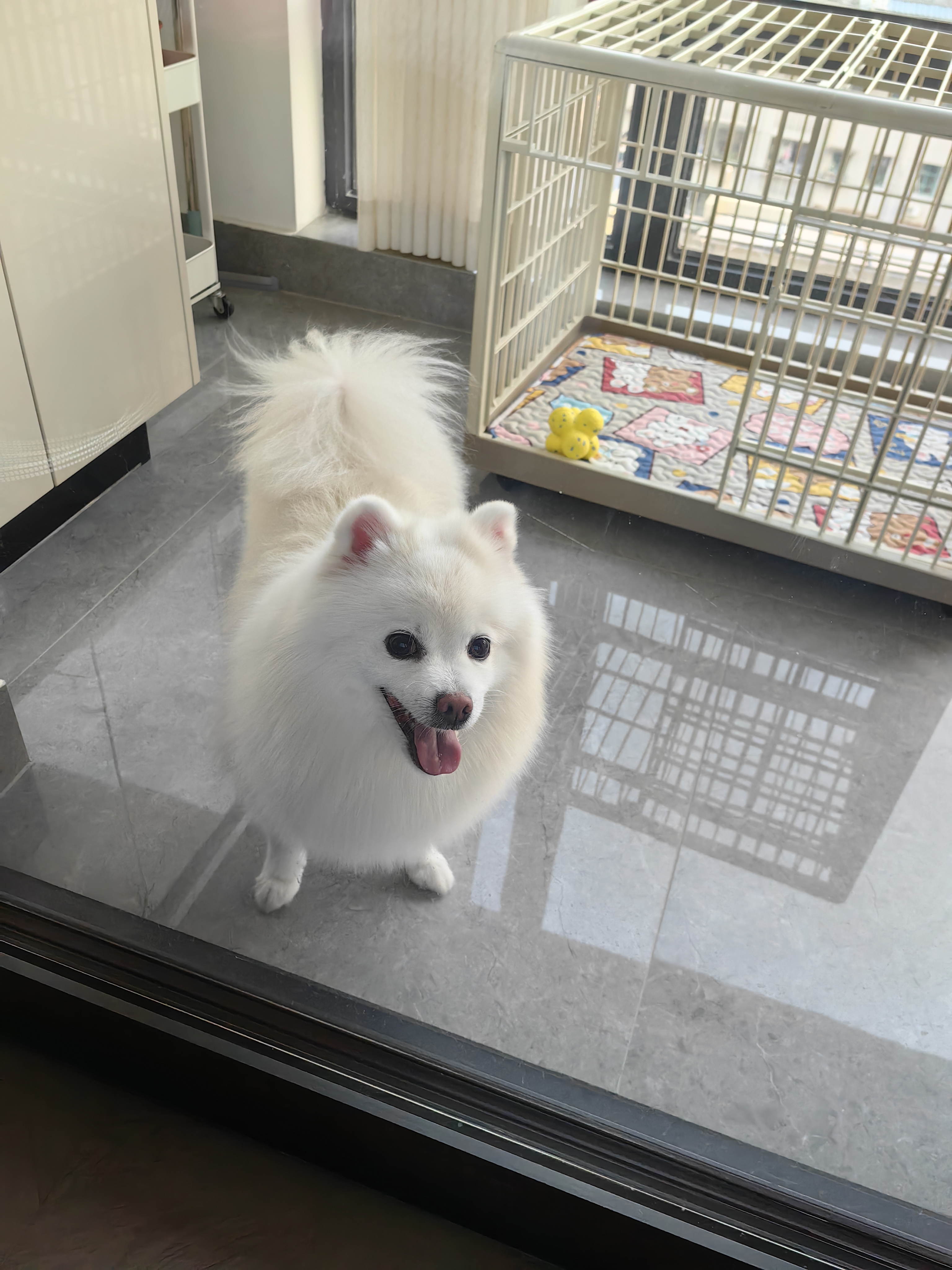 麦富迪狗狗零食 奢华营养鸭肉干400g成幼犬磨牙训练奖励解馋宠物零食 实拍图