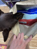 麦富迪狗粮 藻趣儿狗粮成犬粮牛肉螺旋藻 均衡营养15kg/30斤 实拍图