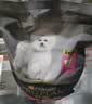 冠能狗粮小型犬成犬狗粮2.5kg 挑食美毛亮眼 全价狗粮  实拍图