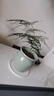 文竹盆栽绿植花卉盆景植物室内客厅水培文松云竹文竹大苗四季常青 小文竹【1颗】原盆原土球发货 高度15-25cm 实拍图