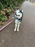 心粮鲜肉羊乳冻干狗粮大中型成犬全价金毛边牧通用犬粮 【鲜肉羊乳】基础款袋装10kg 实拍图