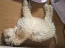 皇家狗粮 幼犬狗粮 幼犬奶糕宠物小型犬MIJ31全价犬粮2-10月800g 实拍图