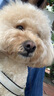 皇家狗粮 成犬狗粮 犬粮 宠物大型犬 GR26全价犬粮≥15月15KG 实拍图