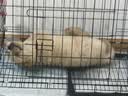冠能狗粮大中型犬幼犬狗粮2.5kg 全价狗粮 含牛初乳 实拍图
