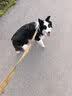 皇家狗粮 成犬狗粮 犬粮 宠物大型犬 GR26全价犬粮 ≥15月4KG 实拍图