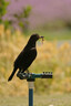 索尼（SONY）E 70-350mm F4.5-6.3 G OSS APS-C画幅超远摄变焦G镜头 SEL70350G 实拍图