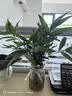 花行榜驱蚊竹柏水培驱蚊植物盆栽办公室桌面花卉水养办公室绿植源头直发 实拍图