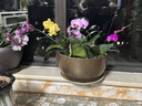 史丹利（STANLEY）绿植营养液通用型肥料室内盆栽植物叶面肥家用观叶型专用肥500ml 实拍图