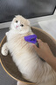 富美内特（FURminator）梳子猫咪去浮毛底绒梳开结梳猫毛梳美短英短暹罗美毛短毛猫大号 实拍图