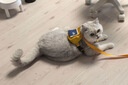 LEGENDSANDY蓝氏猫粮成猫幼猫试用猎鸟乳鸽50g-赠品勿购 实拍图