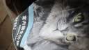 力狼（LILANG）鲜肉猫粮深海三文鱼磷虾成猫幼猫通用型美毛护胃全价猫粮10kg 实拍图