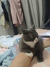 珍鱼堡膨润土猫砂20斤除臭低尘矿石次日达大包鲜橙矿砂小颗粒 实拍图