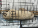 冠能狗粮大中型犬幼犬狗粮2.5kg 全价狗粮 含牛初乳 实拍图