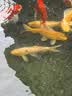 宠翰黄粉鱼药观赏鱼白点净水霉病血鹦鹉锦鲤鱼烂尾水族养鱼用品 实拍图