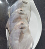 富海锦渤海银鲳鱼净重450g3条平鱼深海鱼烧烤食材烤鱼海鲜鱼类纯鱼肉 实拍图
