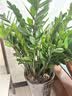 九千谷植物支撑架园艺花架阳台花园绣球月季爬藤 半圆20*35CM 3对装6393 实拍图